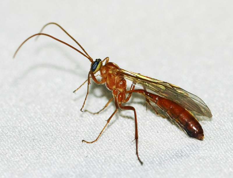 Ichneumonidae Ophioninae